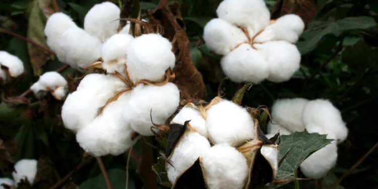 Rei do Algodão, que já foi milionário, tem falência decretada oficialmente