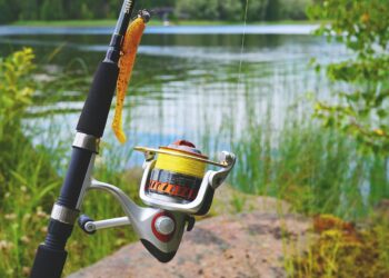 Autoridades em alerta com peixe que vive fora d’água