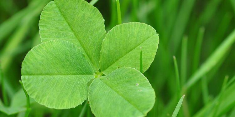 Plantas que vão te ajudar a ganhar bolada de dinheiro na conta e muita prosperidade