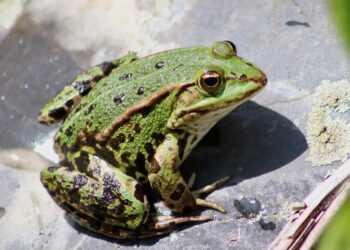 Sapo assustador que pula etapa da evolução deixa cientistas chocados