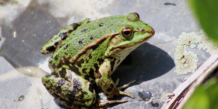 Sapo assustador que pula etapa da evolução deixa cientistas chocados