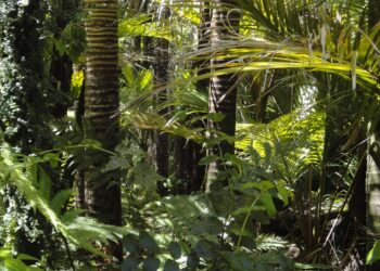 Jornalista da Jovem Pan diz que preços da COP 30 foram “baratos demais”