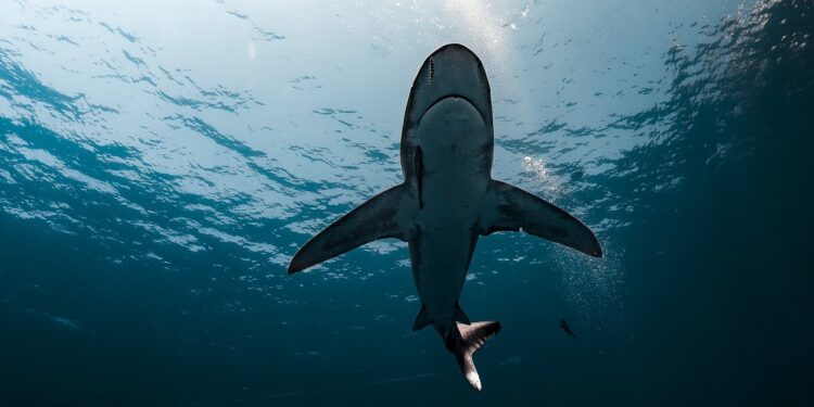 Para que serve a superproteína criada no México, baseada no organismo de tubarões?