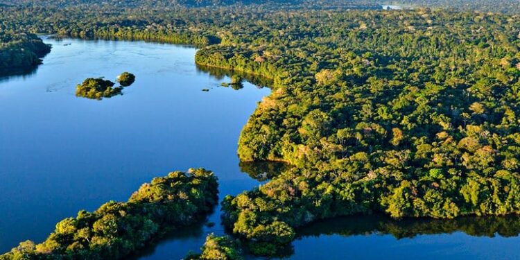 Especialistas pedem que nos preparemos para o fim da Amazônia que conhecemos: já tem data para acontecer