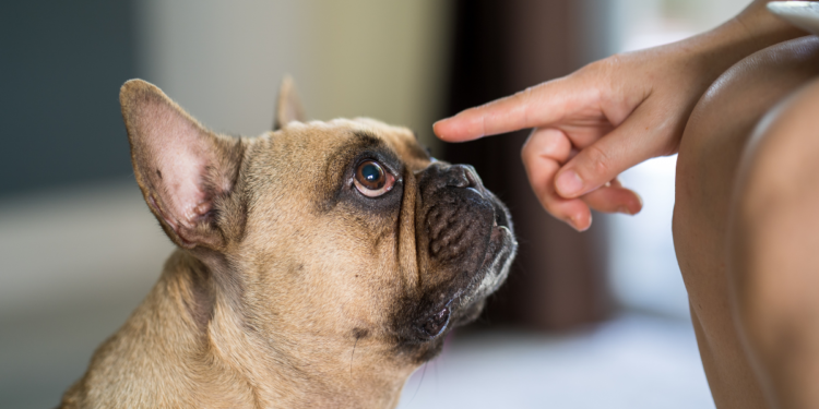 Cães elegem um membro da família como preferido, revela estudo