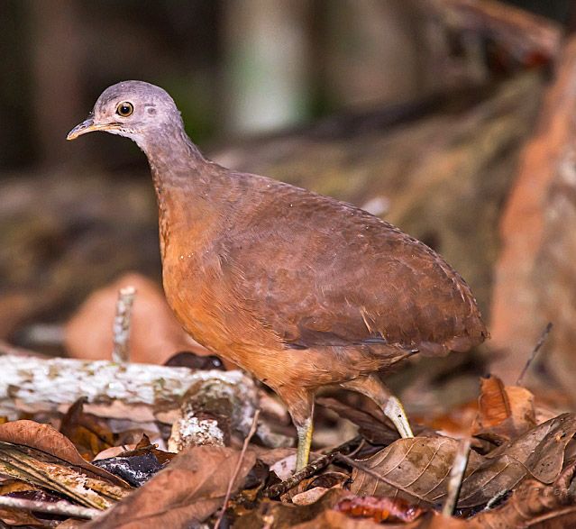 Sururina-da-serra. Créditos: Paulo Selke/Pinterest/Divulgação