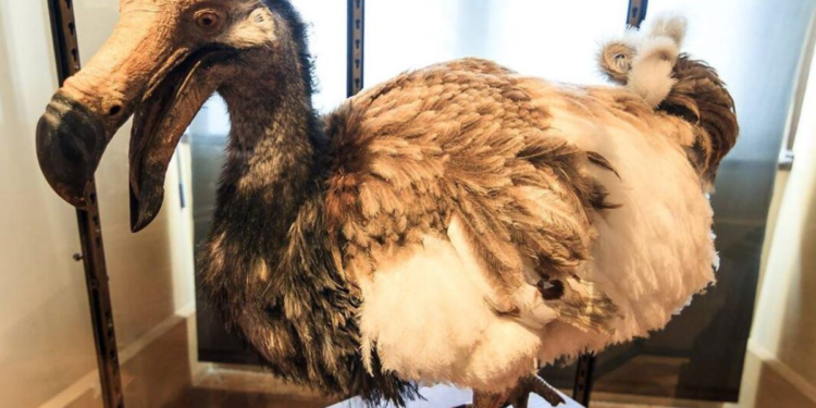 Não estava extinto? Cientistas encontram animal inacreditável no Acre