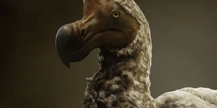 Pesquisadores encontram ave rara na Amazônia muito semelhante a pássaro extinto há vários séculos