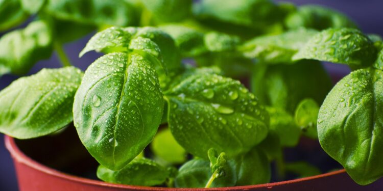 A planta “sagrada” que atrai ar fresco e afasta mosquitos: perfeita para o verão e não precisa de muita água
