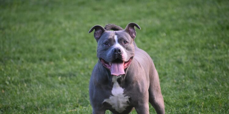 Governo proíbe pitbull e outras 11 raças de cachorro no Sul do Brasil