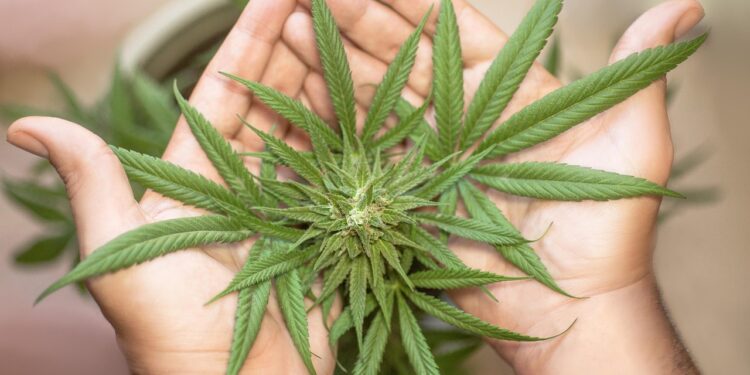 Nova pesquisa dos EUA alerta para síndrome séria relacionada ao consumo de cannabis