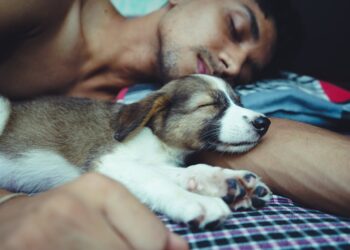 O que significa dormir com seu pet na cama, segundo a psicologia