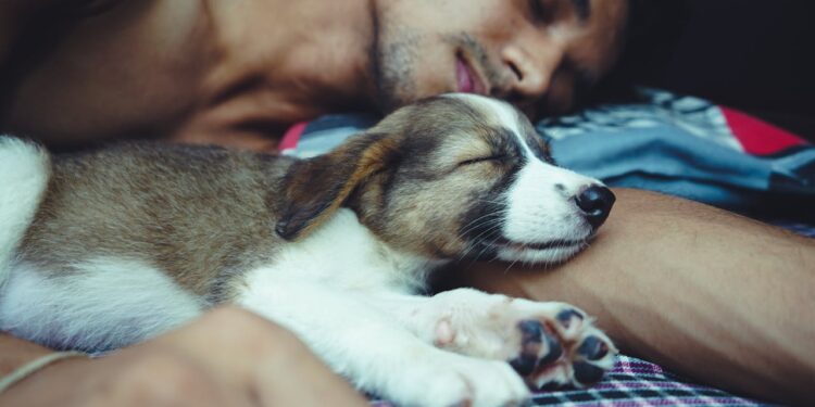 O que significa dormir com seu pet na cama, segundo a psicologia