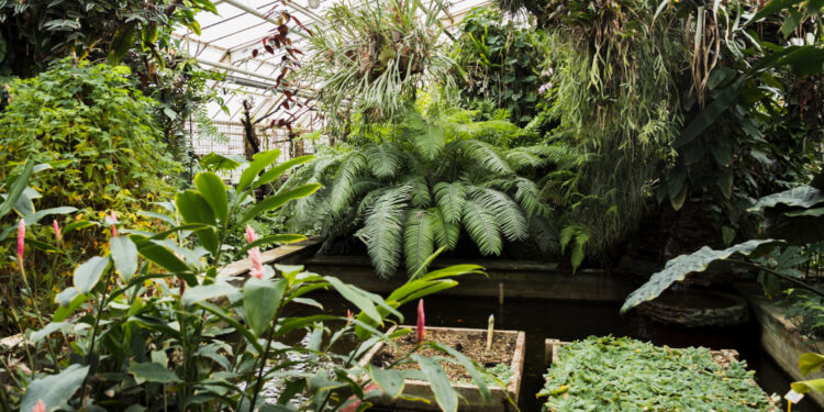 Planta ganhou destaque por funcionar como uma muralha e impedir a entrada de formigas e ratos na cozinha
