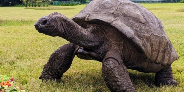 Animal terrestre mais velho