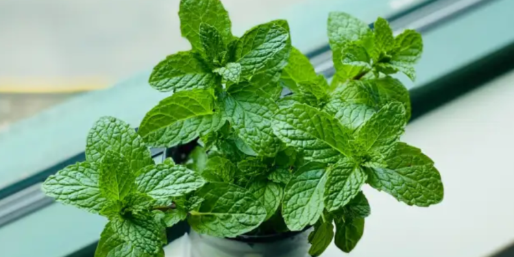 Fáceis de manter, essas 4 plantas decoram o ambiente e funcionam como repelente contra mosquitos