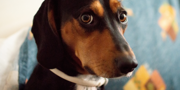 Quando o cachorro faz isso com frequência, é um pedido claro de ajuda