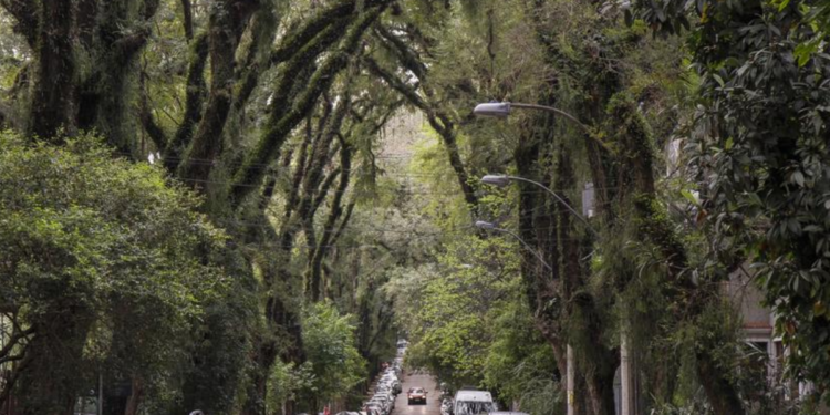 Rua cercada por árvores com mais de 100 anos é a mais bonita do mundo e fica no Brasil