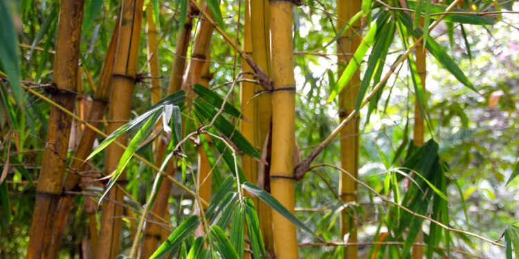 Túnel feito de bambu vira atração turística em cidade com 13,7 mil habitantes