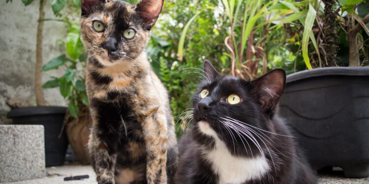 O que significa quando o gato se esfrega em humanos, segundo a ciência