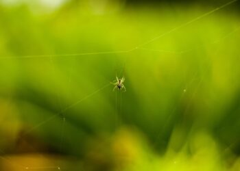 Pelo bem da sua casa, jogue essas plantas fora: são as queridinhas das aranhas