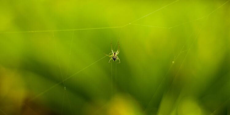Pelo bem da sua casa, jogue essas plantas fora: são as queridinhas das aranhas