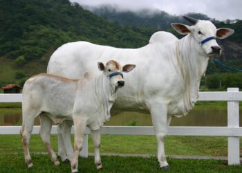 Vaca criada no interior do Paraná foi vendida por R$ 54 milhões e se tornou a mais cara do mundo