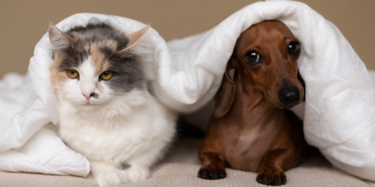 Animal considerado o mais perfeito do planeta pode ser comprado como pet