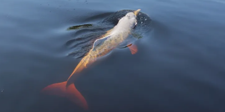 Animal lendário do folclore brasileiro corre sérios riscos de extinção na Amazônia