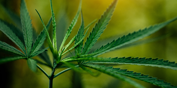 Após anos de debate, Anvisa autoriza cultivo de cannabis no Brasil