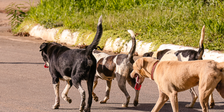 Governo é acusado de planejar abate de cachorros para “limpar” as ruas deste país
