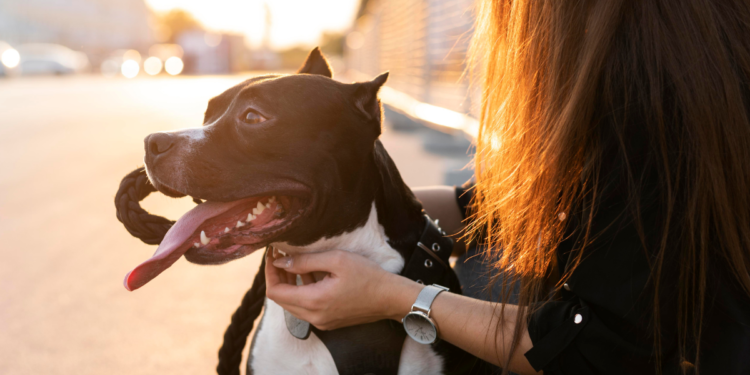 Lei já está em vigor no Brasil e donos de cachorro podem levar multa de R$ 195,23
