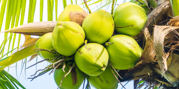 Maior fazenda de cocos do mundo fica no Brasil e tem 15,5 milhões de coqueiros espalhados