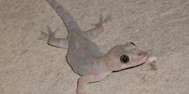 O que significa ter lagartixas por toda a sua casa, segundo a ciência