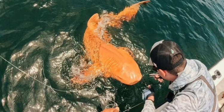 Parece mentira: pescadores encontram o primeiro tubarão laranja do mundo
