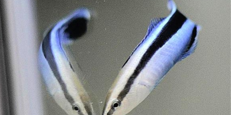 Peixe mais inteligente do mundo é tão esperto quanto mamíferos