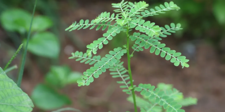 SUS vai distribuir o primeiro remédio criado a partir de planta usada por indígenas