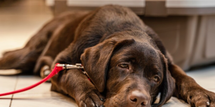 Vírus letal em cães preocupa veterinários e pode se tornar pandemia animal