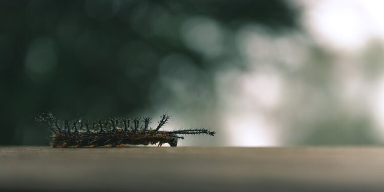 Como alguns insetos conseguem escalar paredes sem cair no chão?