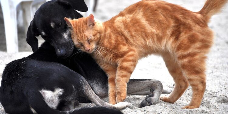 Cachorros e gatos serão castrados gratuitamente em 2026, a partir de 19 de fevereiro