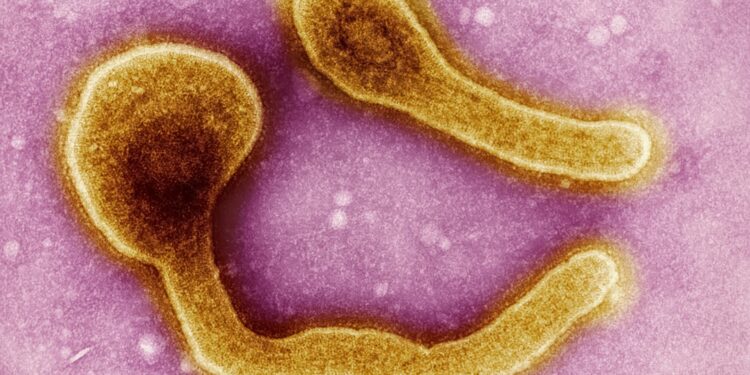 Após 3 anos, OMS retoma campanha de vacinas para evitar uma nova pandemia