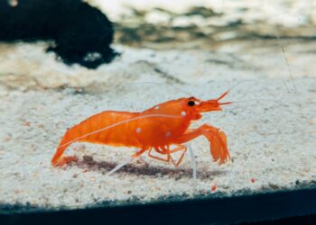 Pequeno animal marinho é capaz de criar uma bolha na água mais quente que o Sol e destruir presas