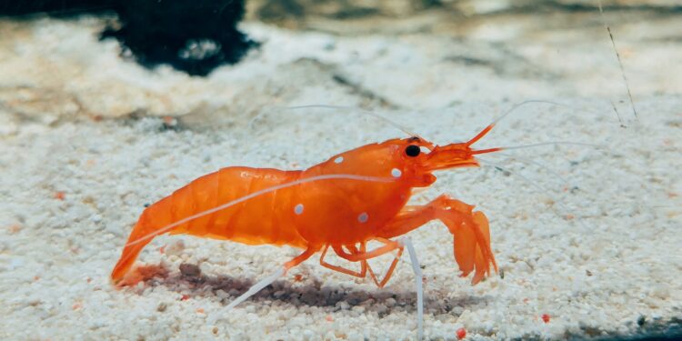 Pequeno animal marinho é capaz de criar uma bolha na água mais quente que o Sol e destruir presas