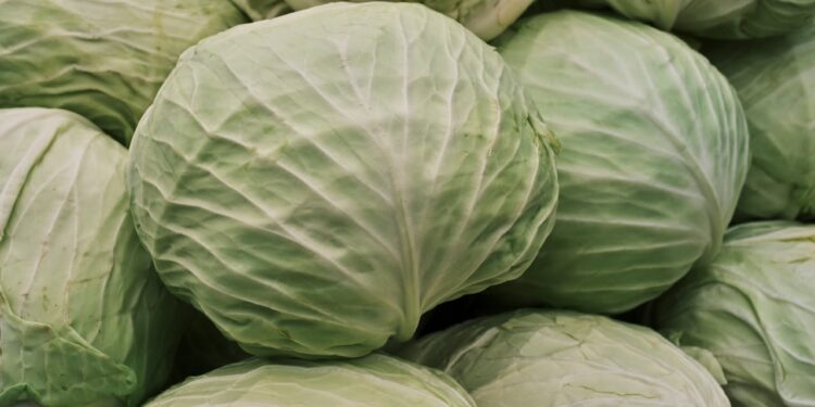 Enrolar folhas de repolho nos joelhos e punhos pode aliviar a dor das articulações