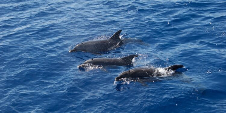 Golfinhos se comunicam entre si e se chamam até pelo nome, revela estudo