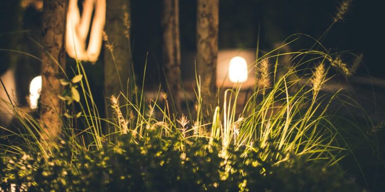 O que significa escutar grilos no jardim à noite e por que isso pode ser bom