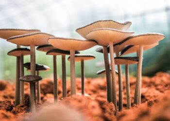 Cogumelo gigante de 75cm é encontrado no Brasil e pode ser o maior do mundo