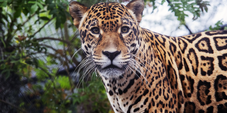 Onça-pintada corre risco de ser extinta da Mata Atlântica por motivo incomum