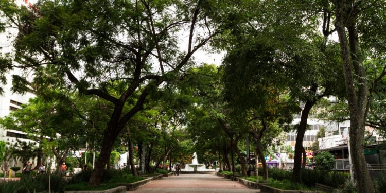 Capital brasileira vai plantar inúmeras árvores e transformar o centro histórico em um “jardim florido”