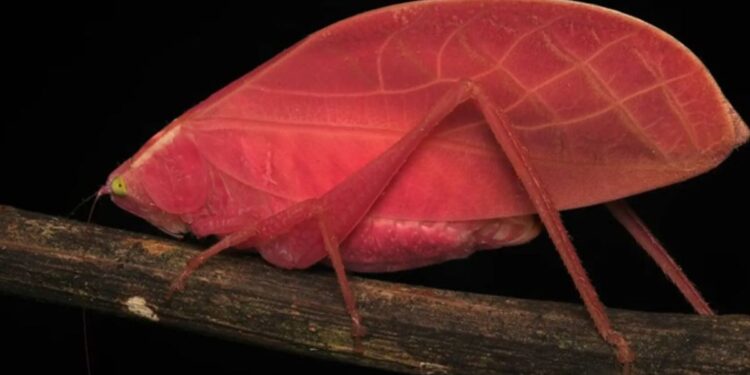 Cientistas descobrem inseto rosa que muda de cor igual camaleão em apenas 11 dias
